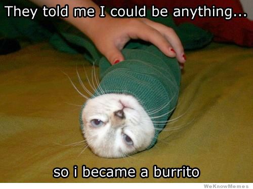 burrito-cat